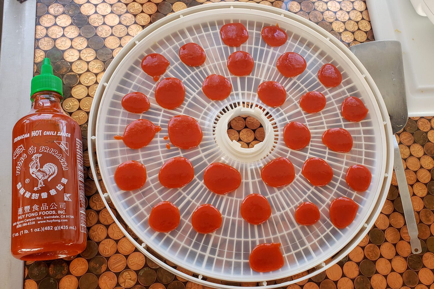 siracha coins dehydrating in a dehydrator