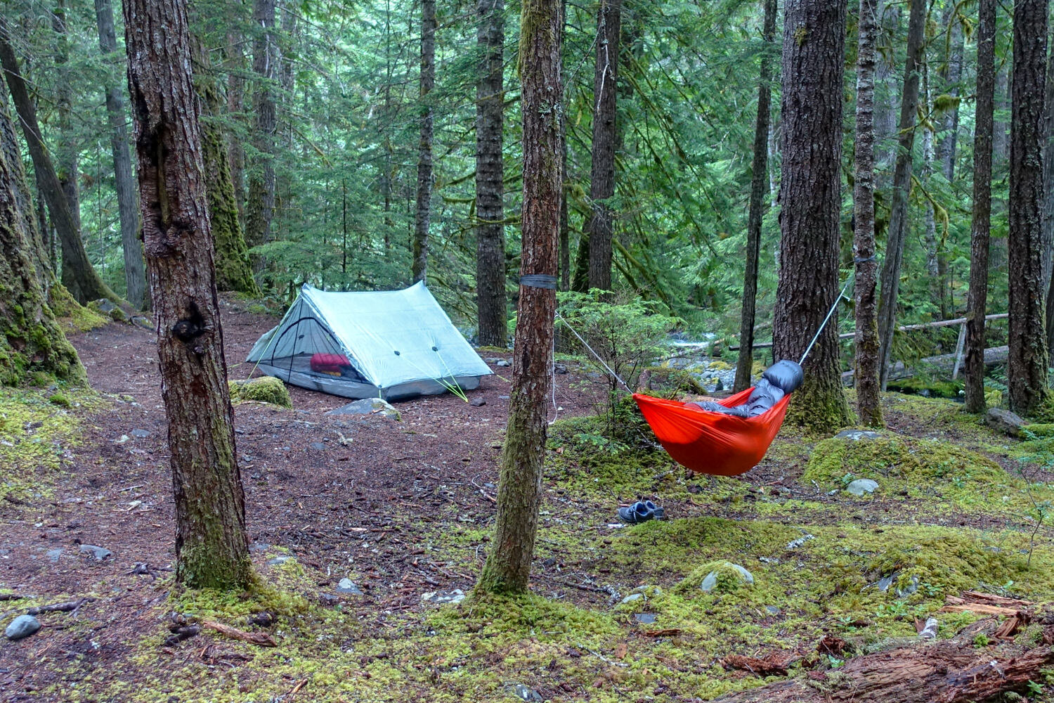 a tent and red hammock set up in a wet pacific northwest green and mossy forest