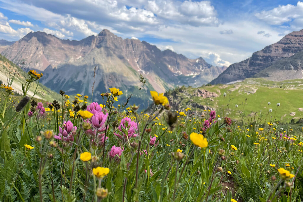 Close up of some yellow cup shaped flowers and pink Indian Paintbrush flowers. There is a large mountain, Pyramid Peak, in the background.