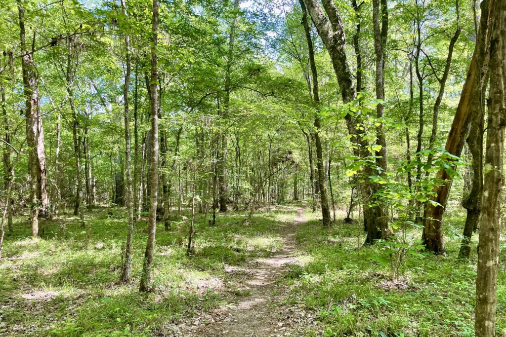 The trail runs through a leafy, green forest. The ground is covered in green plants and it is a sunny day.